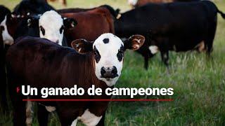 Supercampeones | El ganado que ha sido campeón 8 veces en la feria ganadera de Tabasco