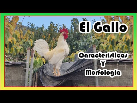 🐓 El Gallo - Morfología y Características