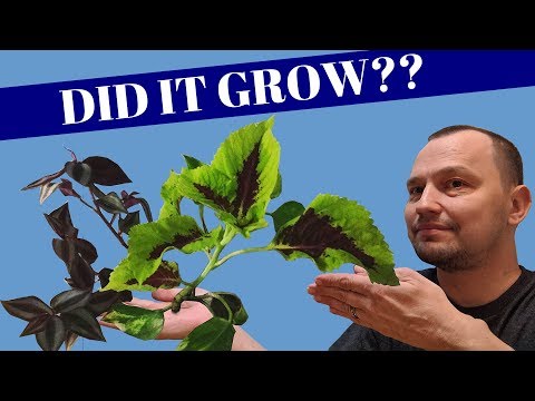 Video: Coleus: khi nào và làm thế nào để trồng