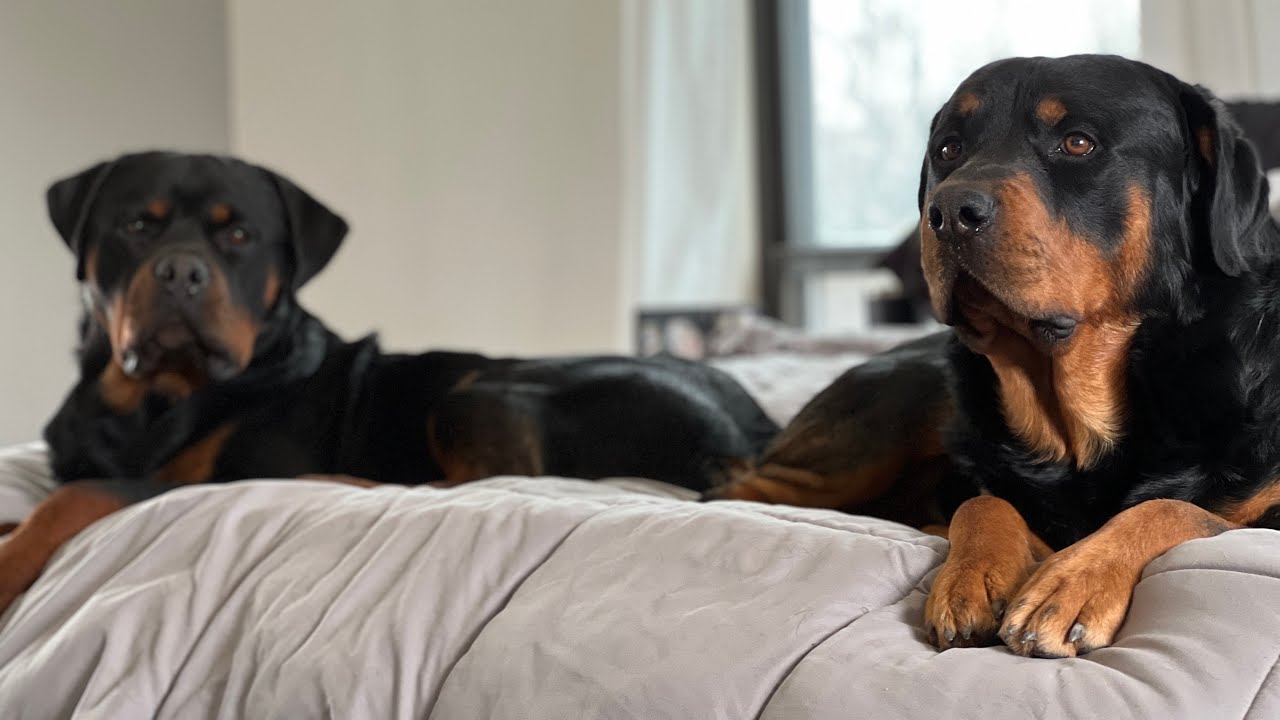 Four Rottweiler I Live With 4 Rottweilers... - YouTube