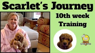 Training a Goldendoodle Puppy at 10 weeks old