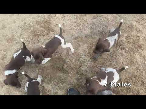 Willow Creek Kennels Dog Training & German Shorthaired Pointers