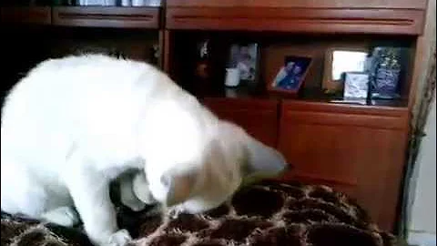 Video 1219571: burmese kitten, cute burmese kitten, lilac burmese, kitten cuddles