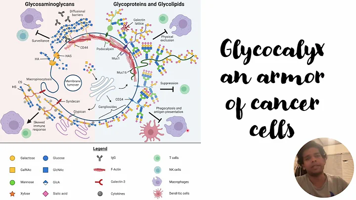 Glycocalyx an armor of the cancer cells #Code: 340