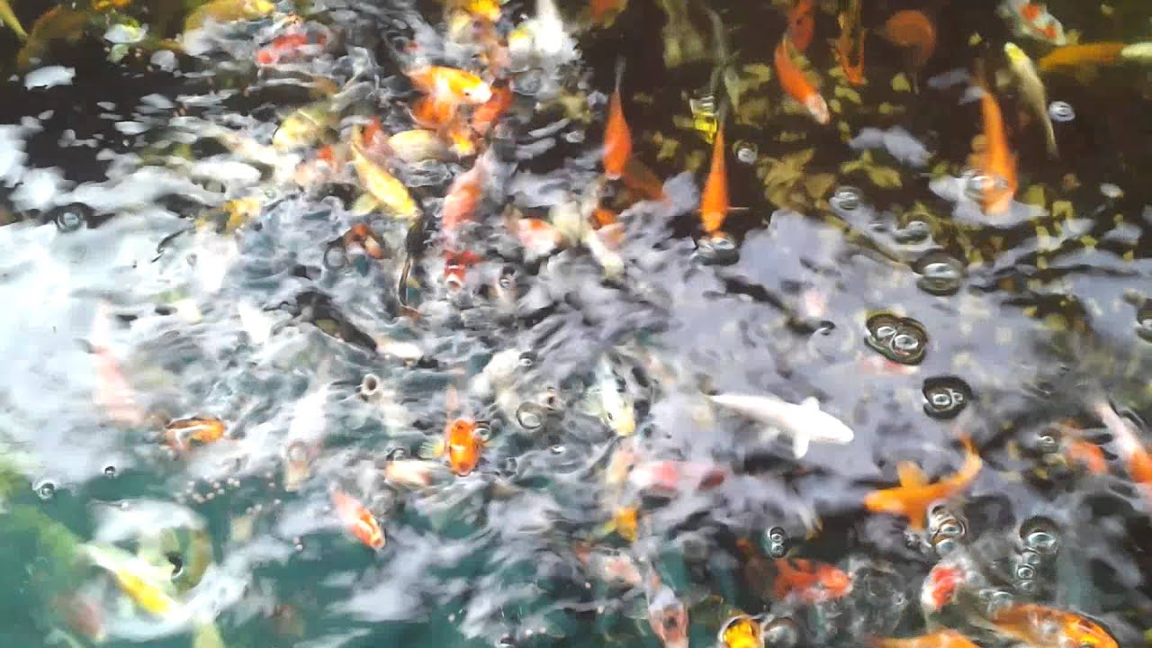 Koi Fish For Sale - YouTube