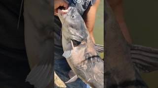 The Fishing Cowboy Catches a Beat Up Blue Cat from the not so Muddy River