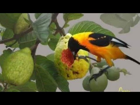 Vídeo: Protegendo as plantas de tomate dos pássaros: mantendo os pássaros longe dos tomates