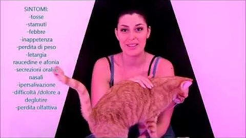 Cosa dare al gatto quando ha mal di gola?