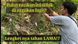 part II mikat burung menggunakan pulut kios pinggir jalan!?