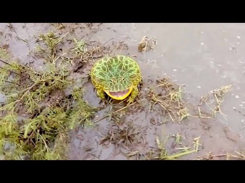 Le crapaud crie en technique d'autodéfense