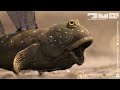 Will Robot Spy Mudskipper Be Competition For The Real Male Mudskippers?