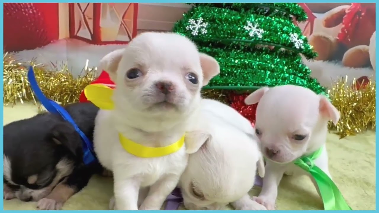 Coo&RIKU No.00743616 チワワ（スムースコート） - YouTube