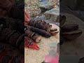survival bushcraft skill #camping #film #survivalskills #buscraft #viralvideo #marinemystery