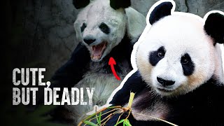 Top 5 Cutest Animals That Could Kill You