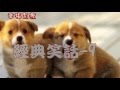 [幸福泉源]經典笑話-9...保證笑到憂鬱症全消的經典笑話又來了..........@@
