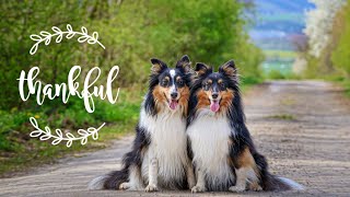 Our Spring 2024 ❤️🎀 // Elinor and Narnia the shelties