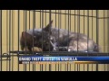 A Wakulla Woman is Caught Stealing from Animal Control