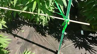 cannabis garden update