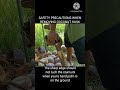 safety precautions when removing coconut husk