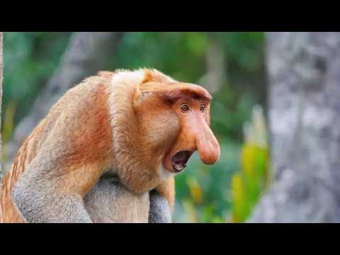 Nasenaffen SONG
