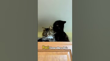 Do you know where? #Catnip #BlackCat #TabbyCat #Cattitude #CoolCats #CatConversation