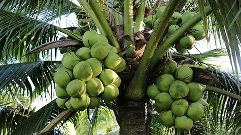 Amazing Coconut Factory, Coconut tree farm best, New technology