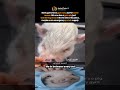 Most gyms have gym rats, but for some reason this one has a gym pig just wandering