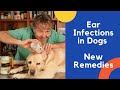 Dog Ear Infection Treated With Natural Remedies