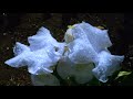 正夢~まさゆめ~ 浜博也