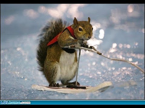 winter-sports-(with-jokes!)-|-funny-video-:d