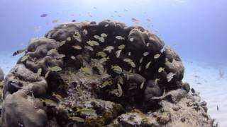 Matt diving with Gemma 20131112 #4