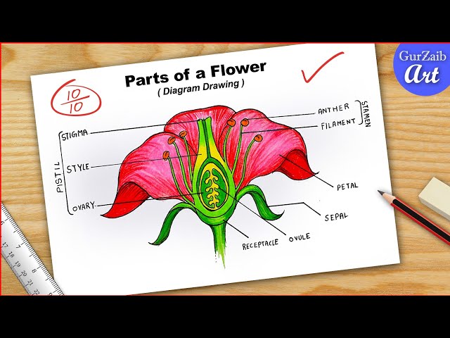 To Draw Parts Of Flower Diagram Cbse