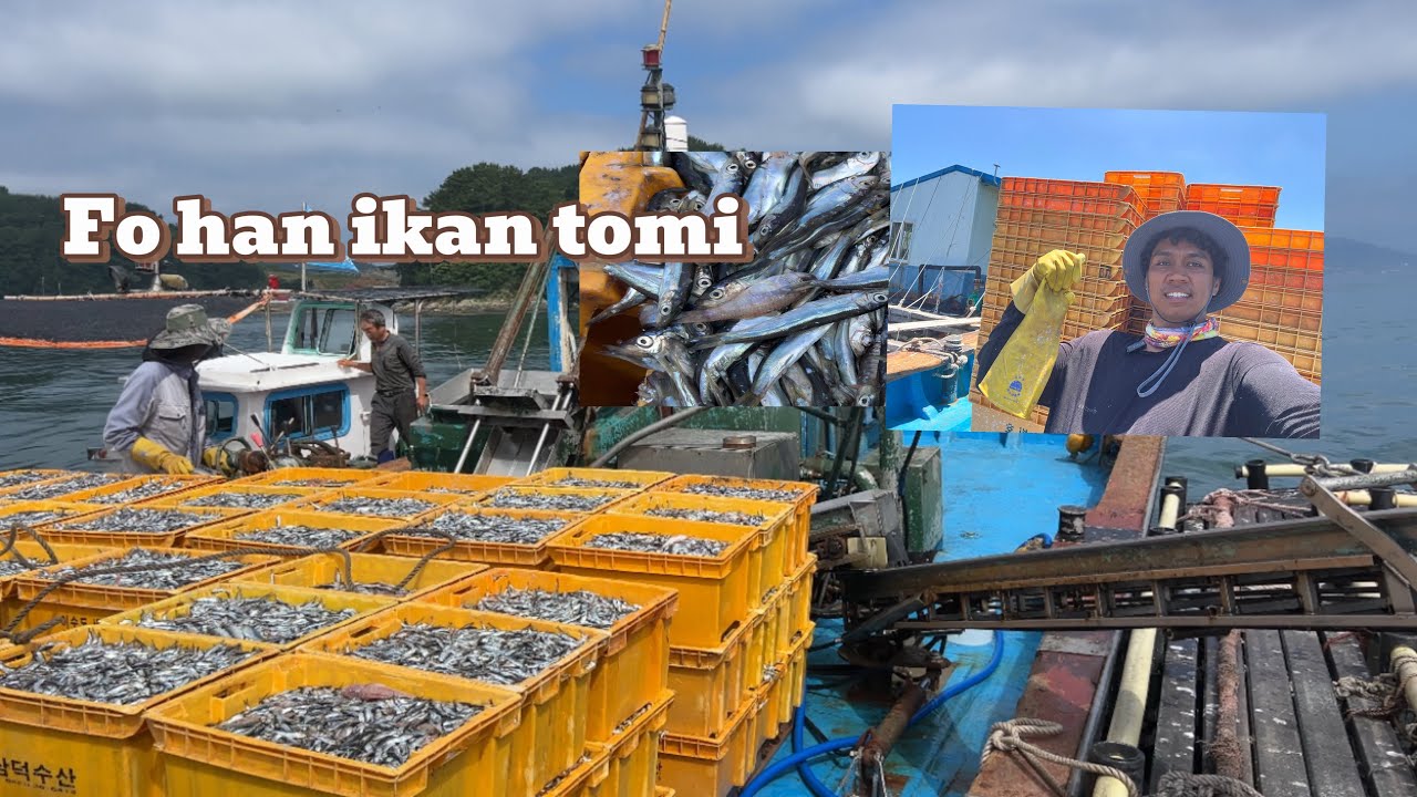 Fo Han ikan Boot🐟 Uja ikan Matak Sardina Kiik😱
