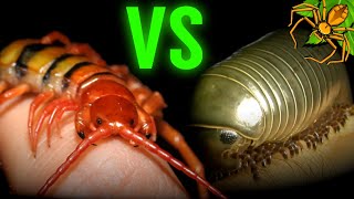Centipede VS Millipede - WHAT is the DIFFERENCE?