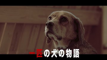 飼い主の女の子と再会するため、17年間駅に通い続けた保護犬の実話を映画化　「石岡タロー」予告