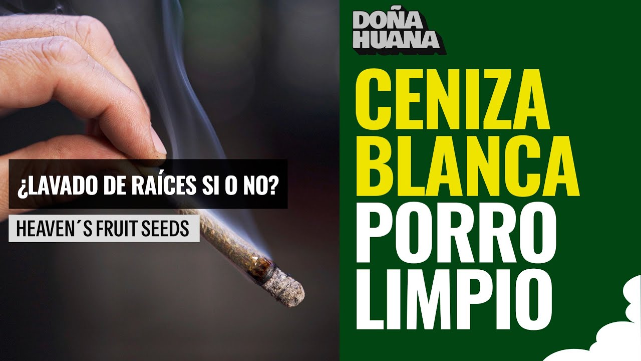 CÓMO TENER LA CENIZA BLANCA? / ¿LAVADO DE RAÍCES SI O NO?