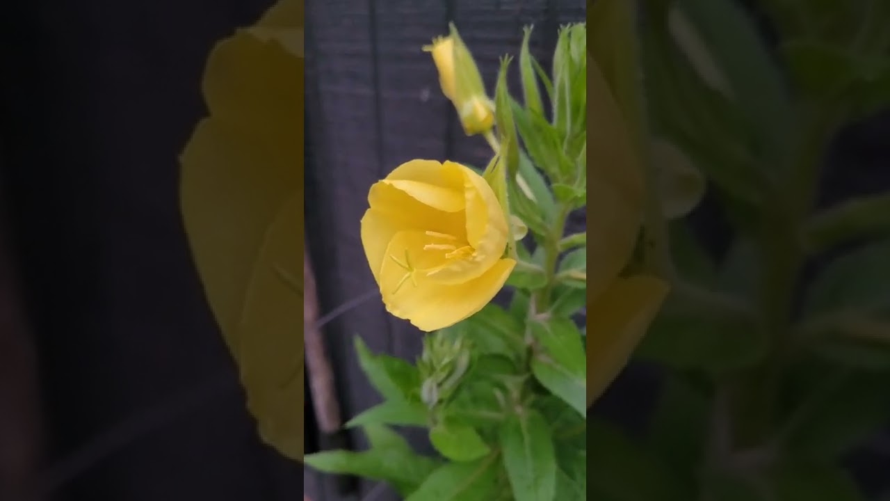 Evening Primrose opening in real time.