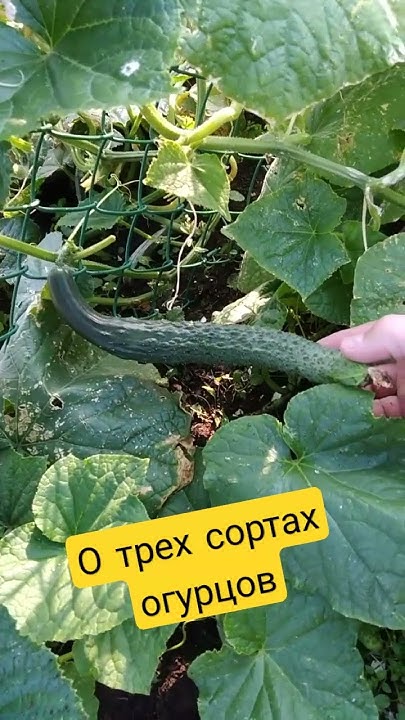 О трех сортах огурцов: корнишоны Селедочка, Пекинский огурец и огурцы ...