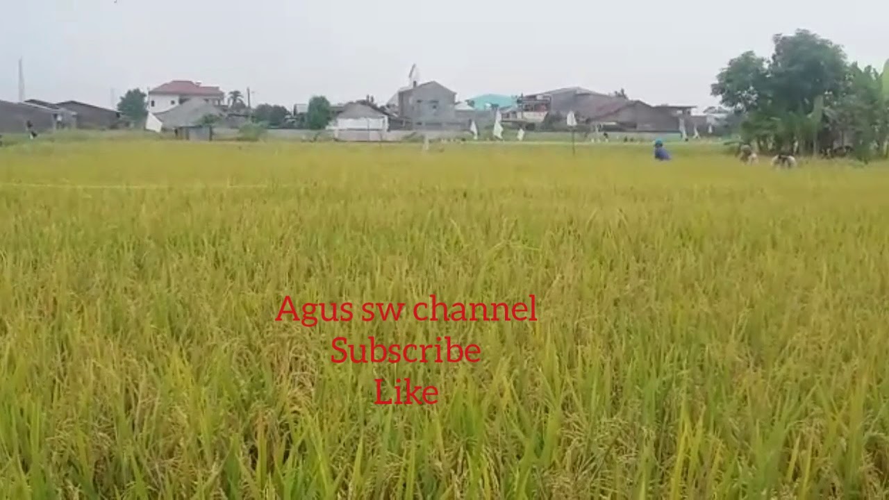 Hamparan sawah padi yang menguning siap di panen YouTube