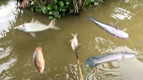 Đi trúng cá nữa rồi,, kích cá miền Tây,, kênh Htgc tập 229