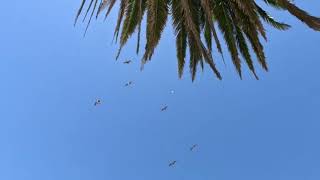 Cranes CHINA BEACH San Francisco