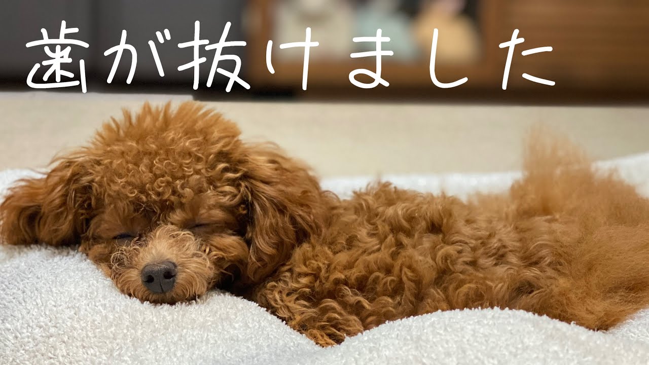 歯が抜けた子犬と犬初心者の歯科検診はこんな感じ【Vlog】【ティーカッププードル】【トイプードルれお】 203