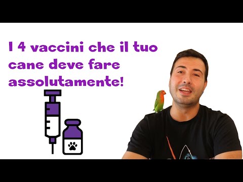 Video: Vaccino contro la leptospirosi per cani