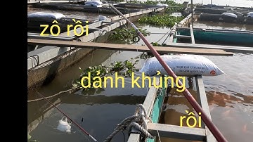 Câu cá dảnh sông tiền P2,dính mấy em cá dảnh khủng kéo sướng tay