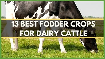 13 BEST FODDER CROPS FOR DAIRY CATTLE | FODDER CROPS FOR COWS | FODDER CROPS FOR GOATS| GRASS FODDER