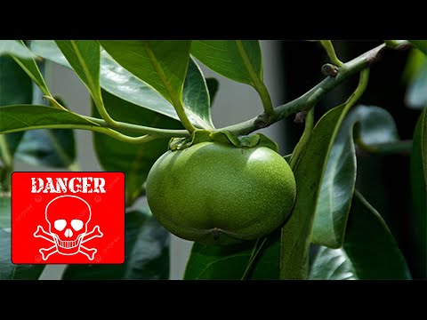 Video: Manchineel-träd: var det växer, giftets egenskaper, fördelar och skadar