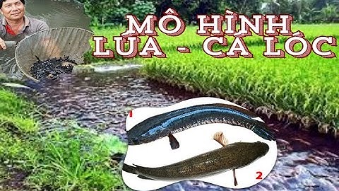 Mô hình Lúa - Cá Lóc: Nông dân thu tiền triệu