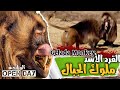 قرود الجبل المفقودة قرود الشيطان Gelada Monkey Open Day 