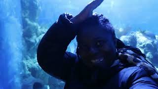 Slippery Fish Song at the aquarium