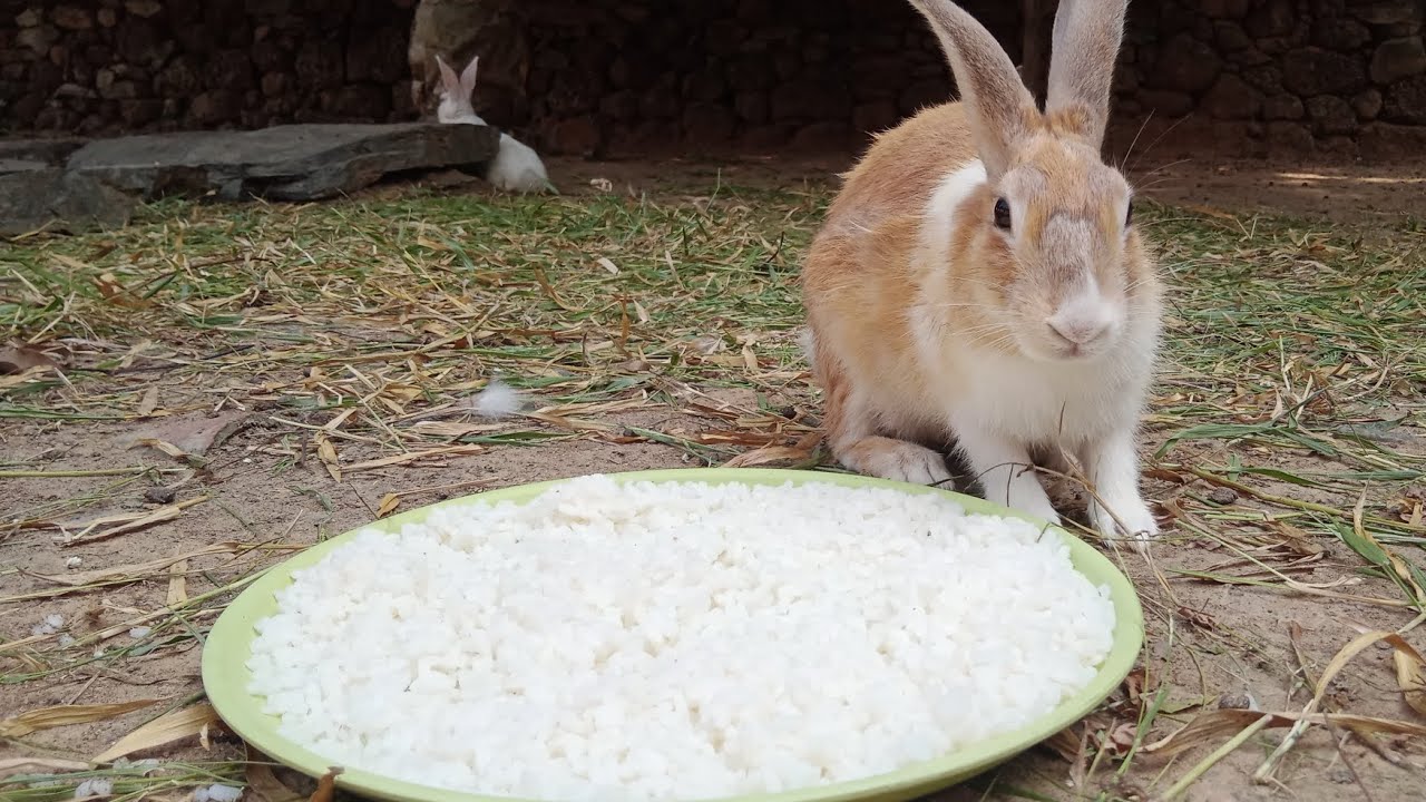 my rabbits are eating rice 🍚 #animals #rabbit #anumary91 - YouTube